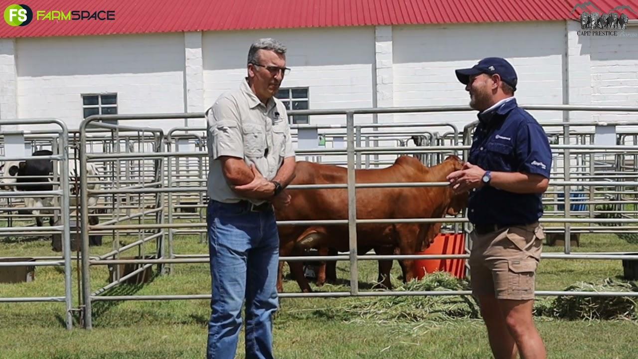 Cape Prestige Boran Auction: LD Griesel chats about the Boran breed and the lots that are on offer