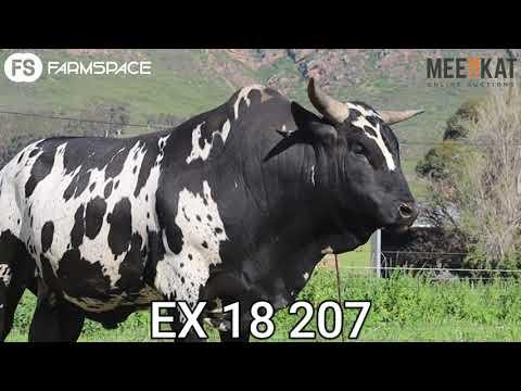 Nguni Regainer Auction 2021 Presents Lot 17  EX 18 207