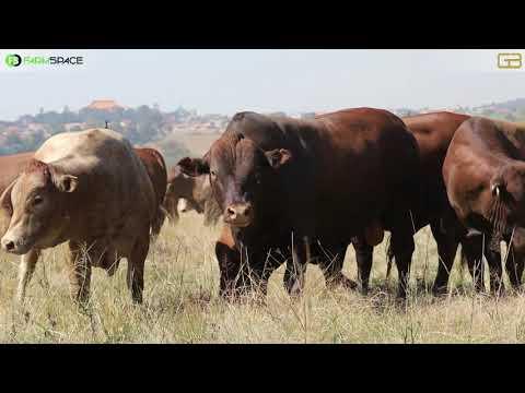 Gouwsberg Tuli Stud bied met trots aan 18 Tuli Reregistreerde bulle & 5 Tuli tipe kommersiële bulle.