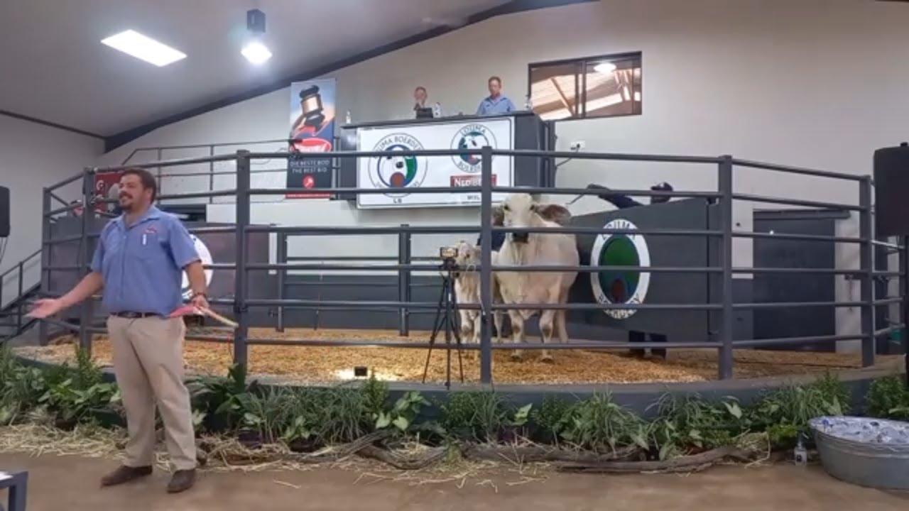 Regstreeks by Louma Boerdery | Nedibest Brahmane se eerste Produksie Veiling - Deel 1