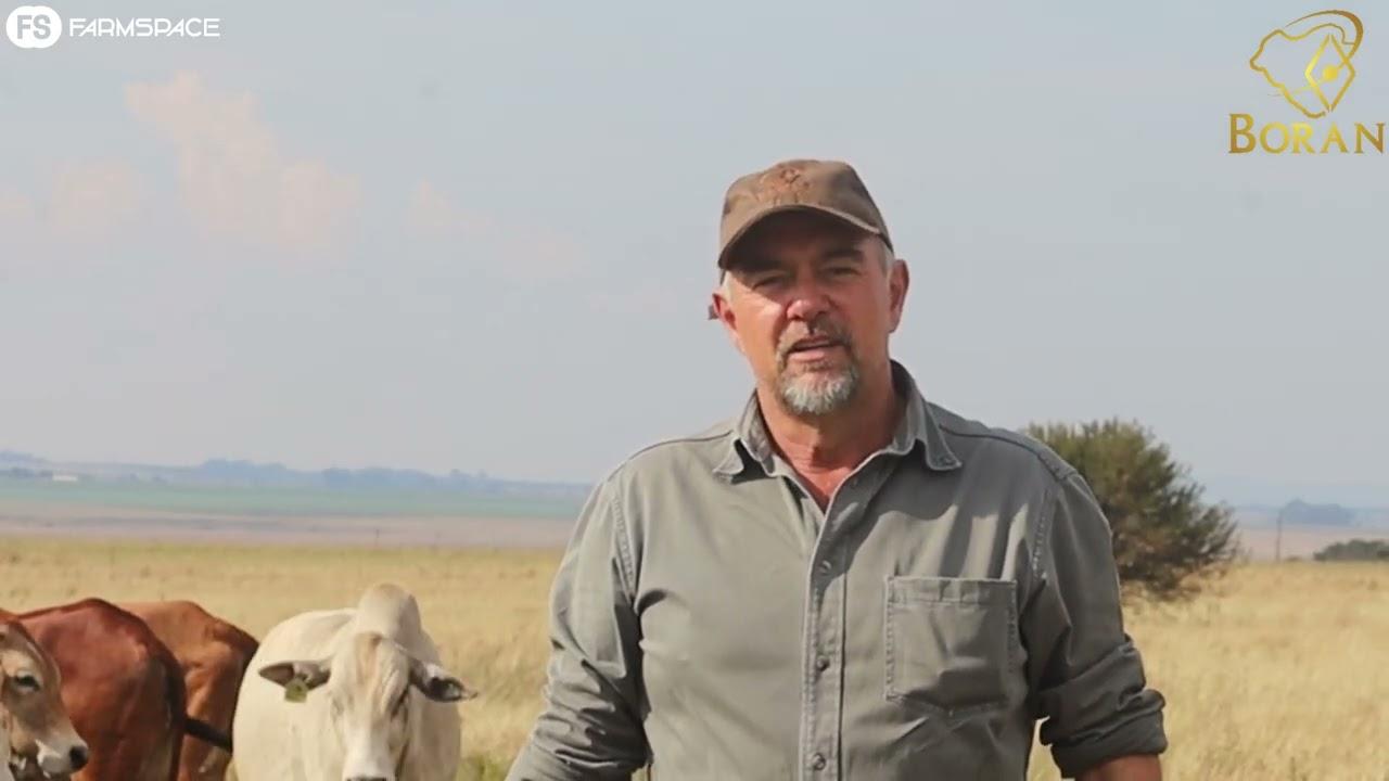 Vier saam 20 jaar van Boran teling in Suid-Afrika!