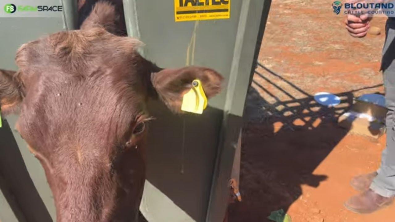 Tel jou beeste op 'n afstand. Bloutand Cattle Counting, want elke bees tel.
