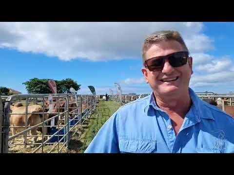 Ons is by Cape Prestige Boran Auction 2023 en Christopher Havinga stap saam met ons deur die beeste.