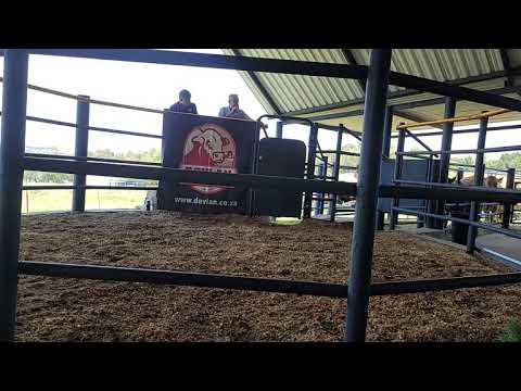 Devlan Limousins 30th Anniversary Auction