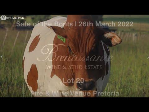 Boran Auction: Churchill x Ginger x Kerneels - Lot 20 at the Sale of the Bonts, 26 March 2022