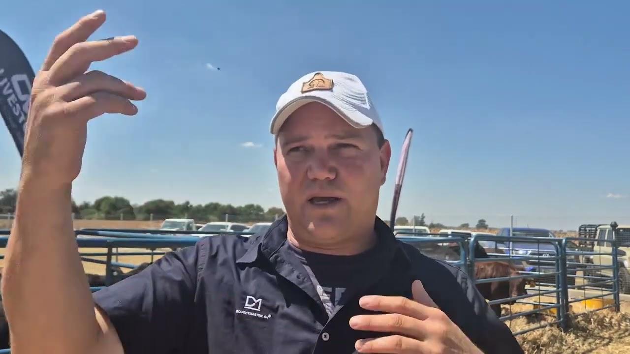 Johann Pistorius van On Top Droughtmasters gesels oor die Droughtmaster SA in die kommersiële mark