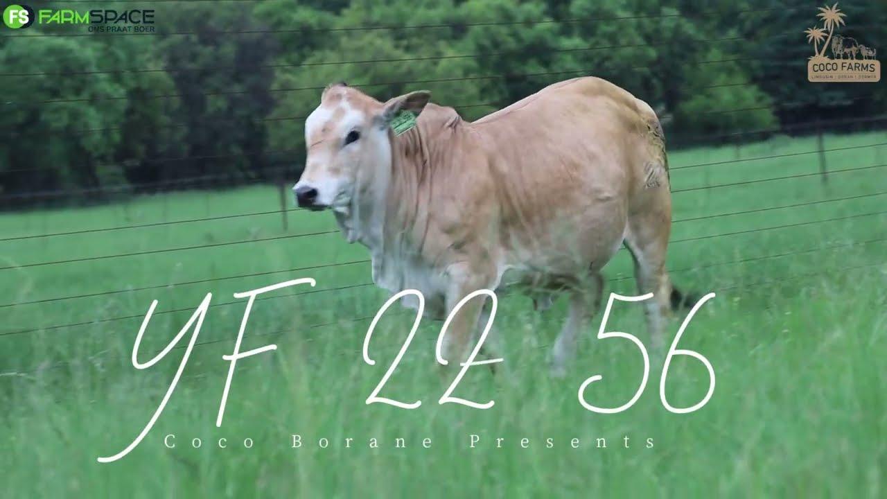 Coco Stud Farming  | YF 22 56 | Boran Verse Extravaganza | 9 Februarie 2024