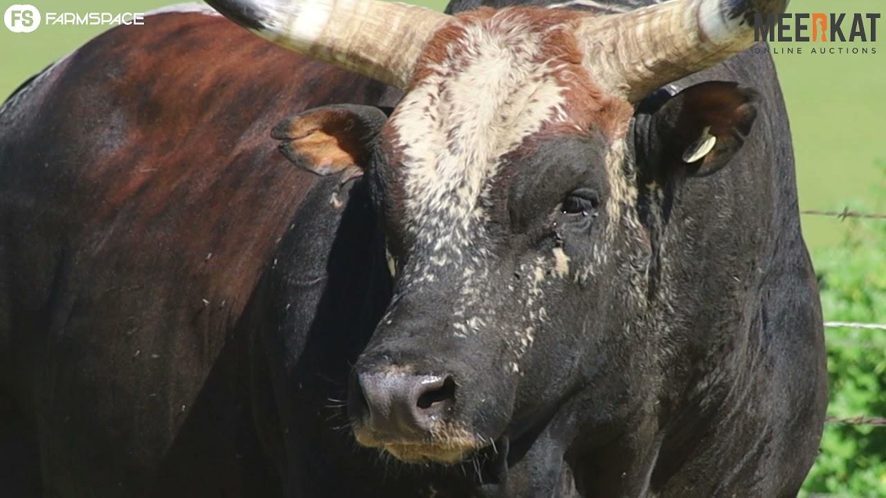 Nguni Regainer Auction - EX 16 01  Lot 2