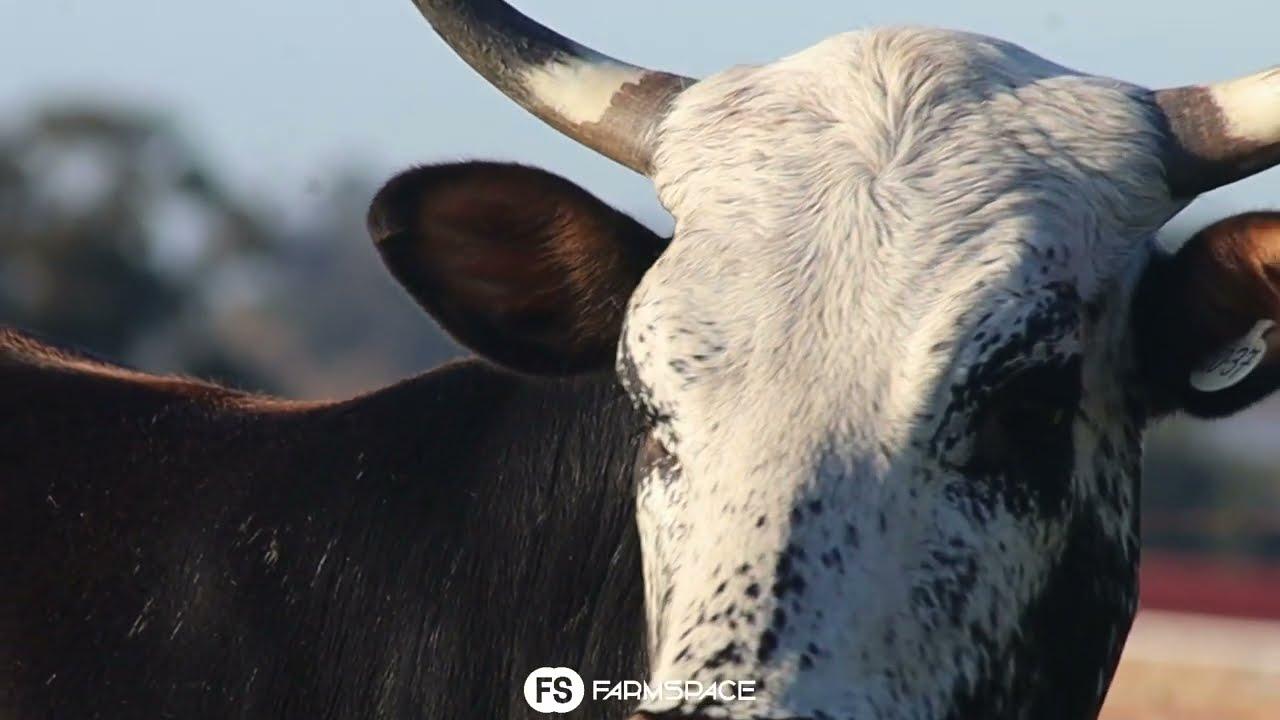 Exsteen Nguni's bied aan Lot 19 - EX 20-37 by die Nguni Regainer Groep Veiling, 13 Oktober.
