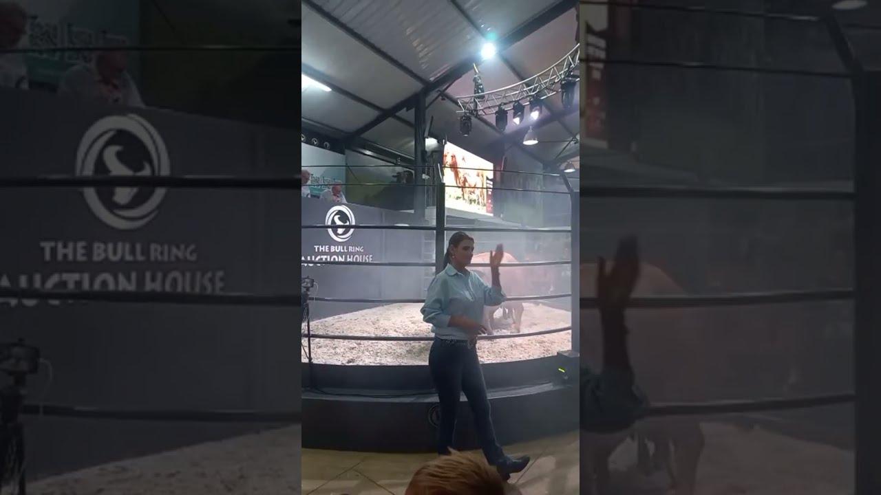 Lot 12, Socks, from Hotspot cattle sold for R650 000 at the Boran Collaboration Auction