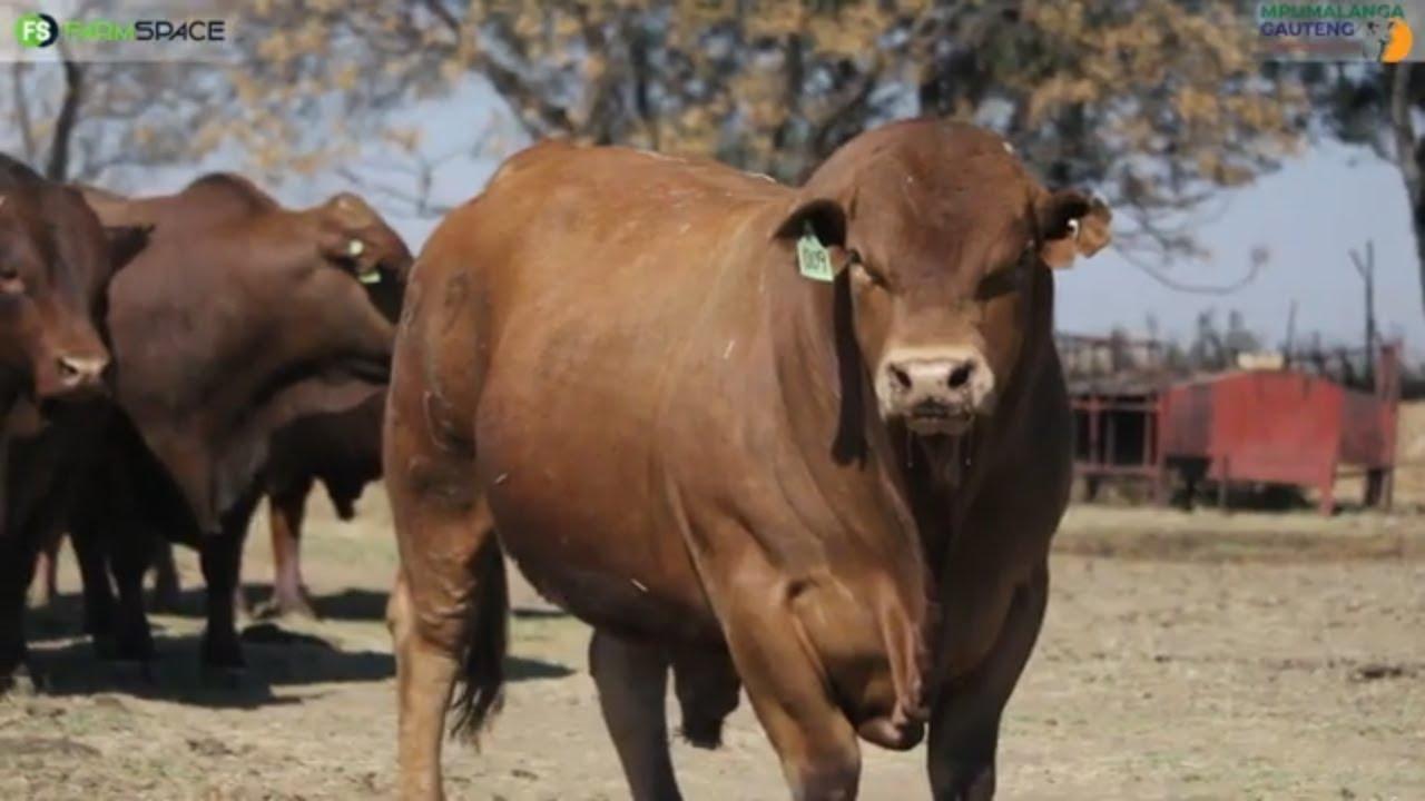 Gideon vertel ons oor die bulle op aanbieding by die Mpumalanga Gauteng Beefmaster Klub Veiling.