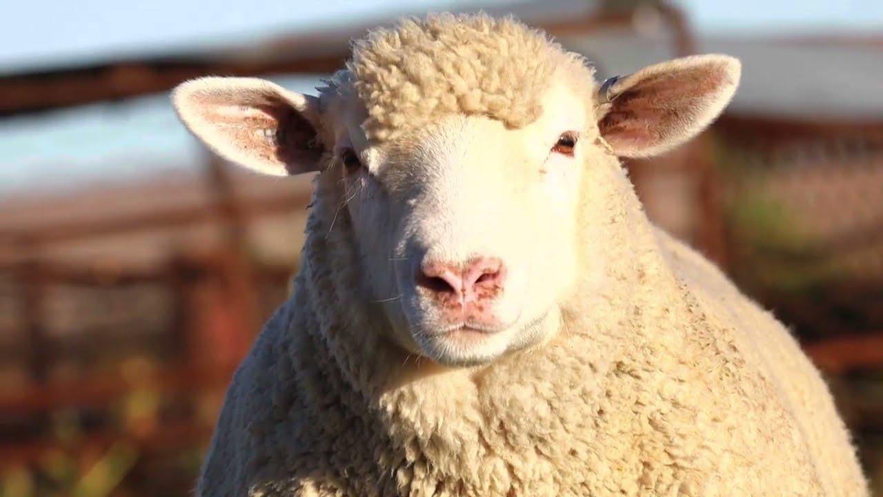 Henlin Stoetery bied met trots HW 22-074 by die Vrystaatse Genetiese Groep Veiling aan.