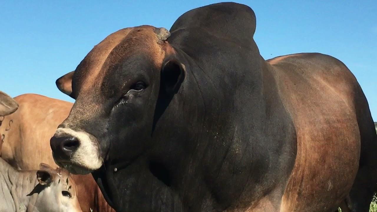 Mountain View & Hessi Borane presents their best at the 2021 Cape Prestige Boran Auction