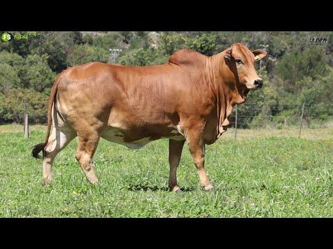 Drostdy Borane presents Lot 19 | DBC 20-06 at the Cape Boran Prestige Auction, 12 Nov.