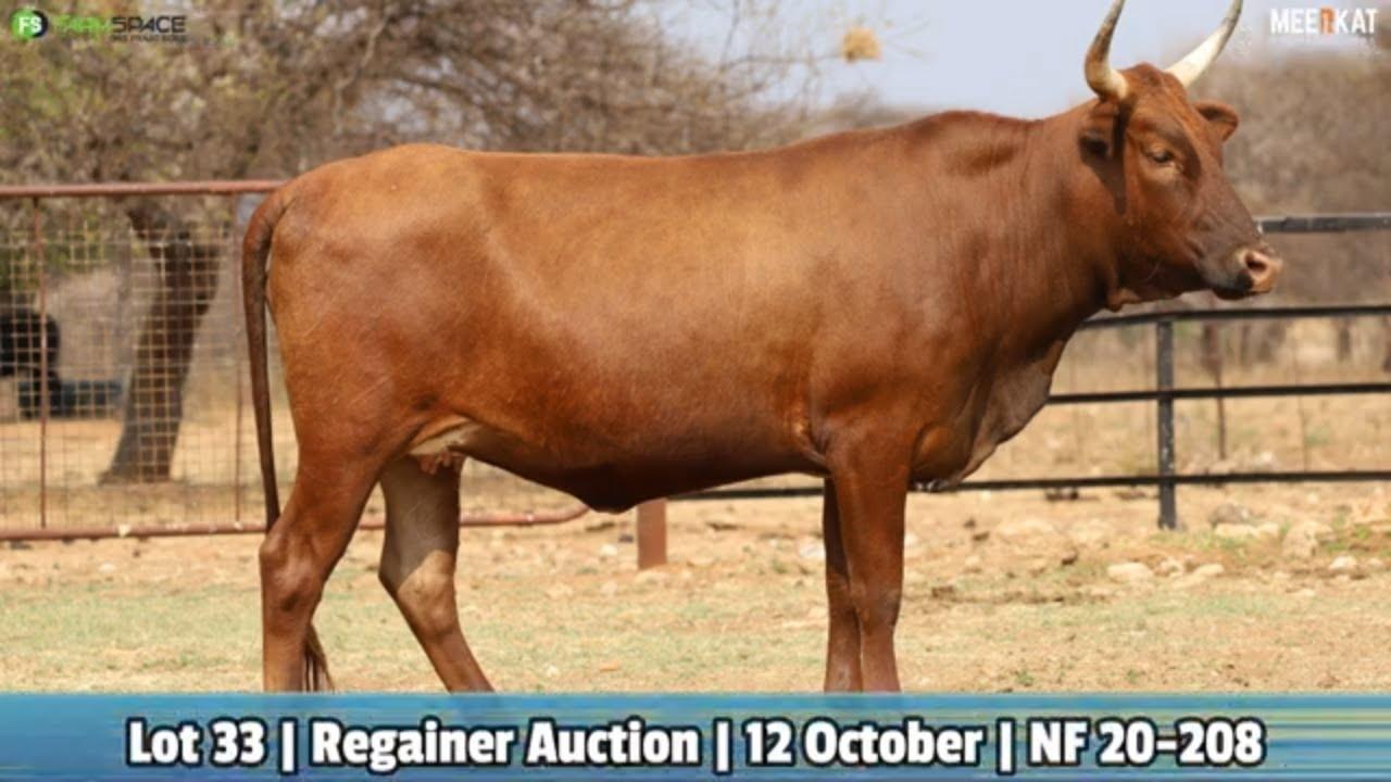 Lot 33 | NRF 20-208 | Northfield Ngunis by die Nguni Regainer Veiling op 12 Oktober 2023
