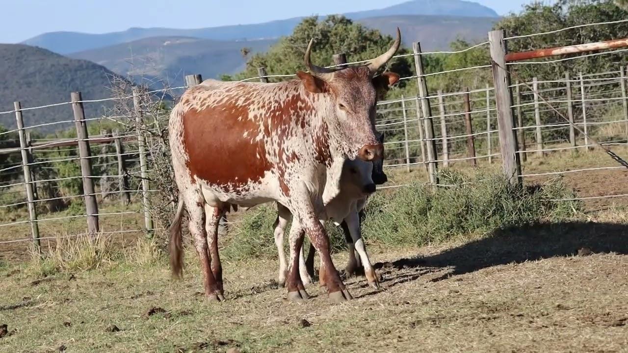 Lot 31 | Q 20-34 | Qhina Ngunis by die Nguni Regainer Veiling op 12 Oktober 2023