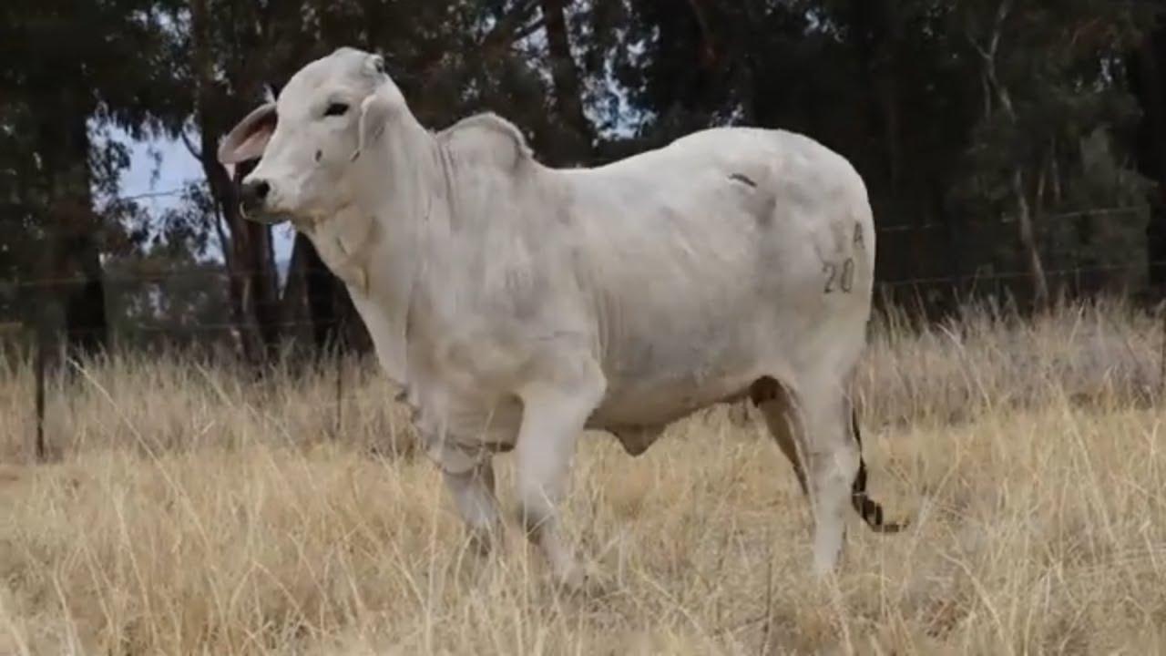 L8B 20-134 is 'n poena vers wat beskikbaar is op die Brahman Nasionale Veiling op 9 September 2023