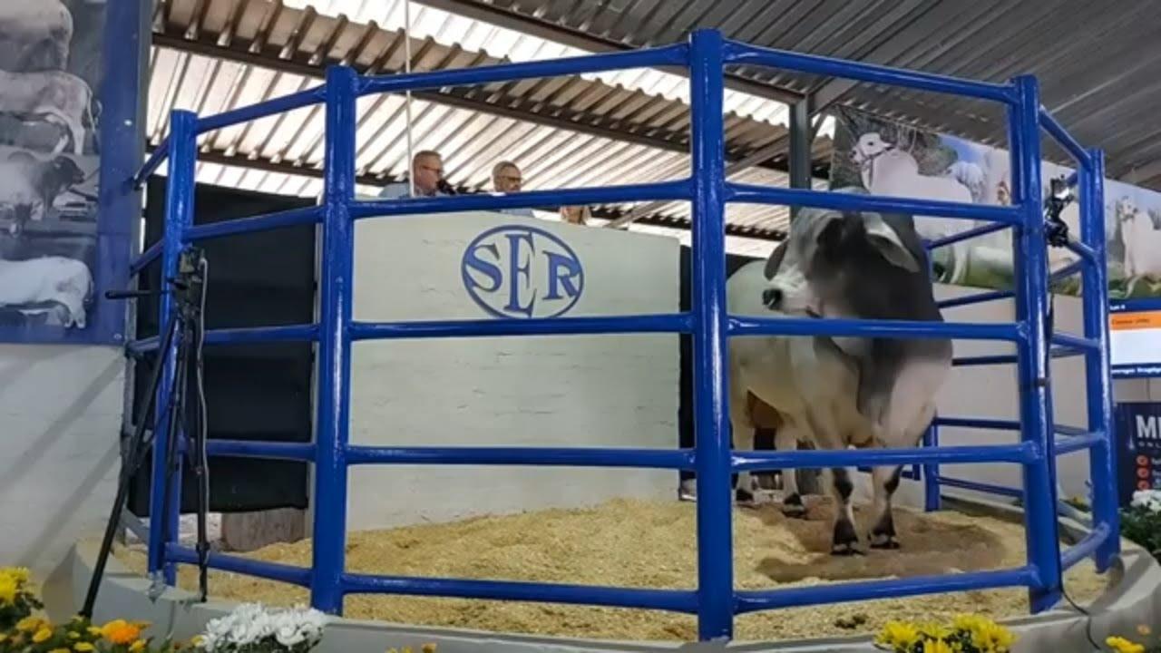 Serfbred Brahmane Produksie Veiling regreeks vanaf Potchefstroom.