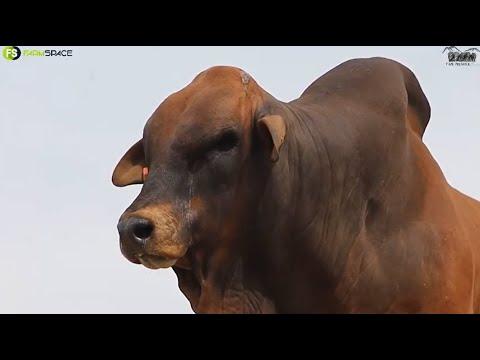 Mountain View & Hessi Borane presents Lot 26 | HJ 19-12 at the Cape Boran Prestige Auction 2022.