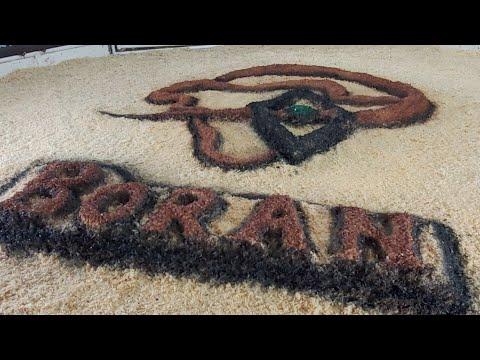 Boran National Auction live from Afridome, Parys