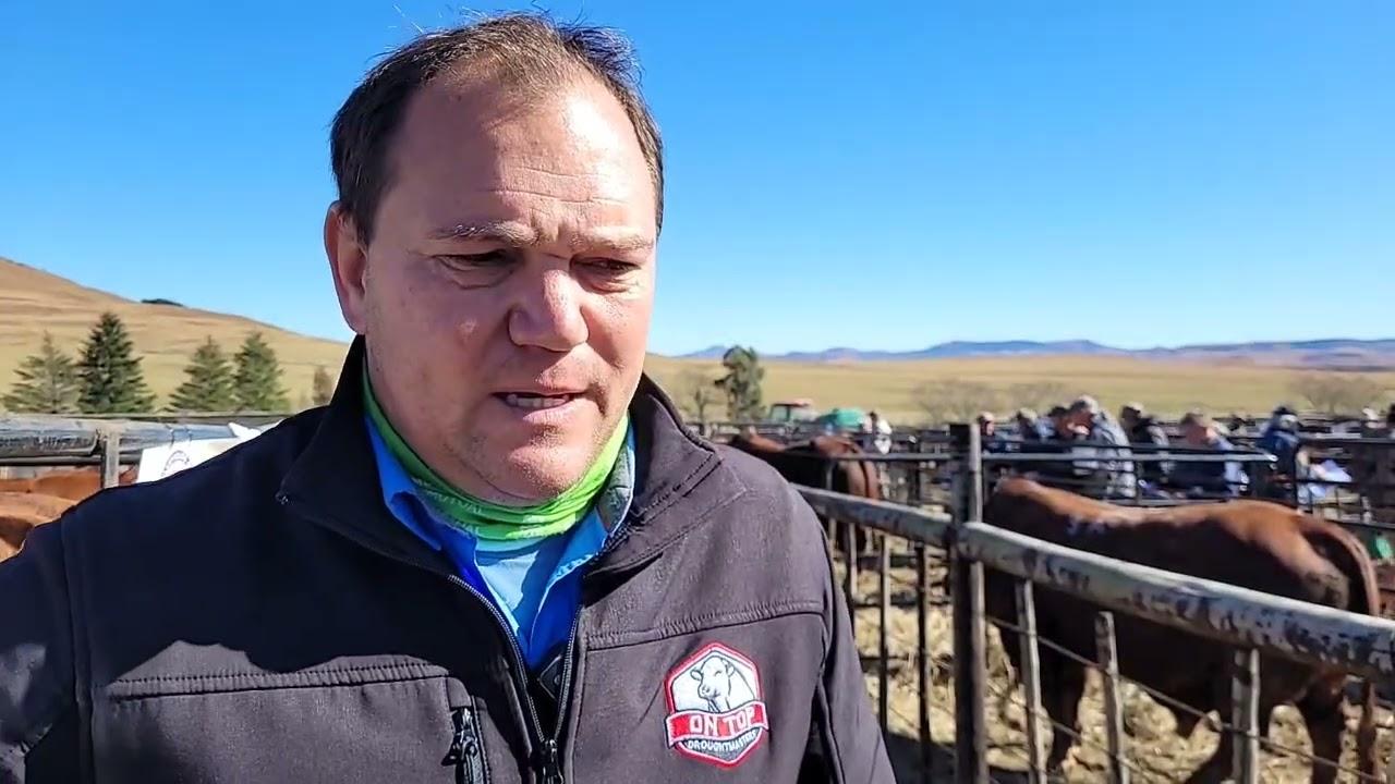 Johan Pretorius gesels met ons oor die Grassfields Beef African Droughtmasters aanbieding.
