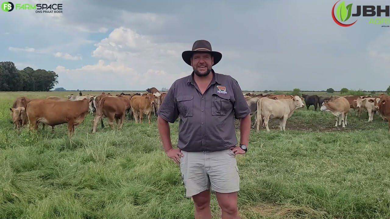Rocco vat ons deur die diere wat by die JBH Simbra produksie veiling beskikbaar is.