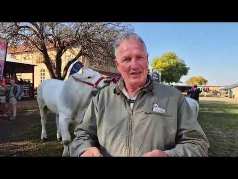 Watse Italiaanse bees is die op Nampo 2025?