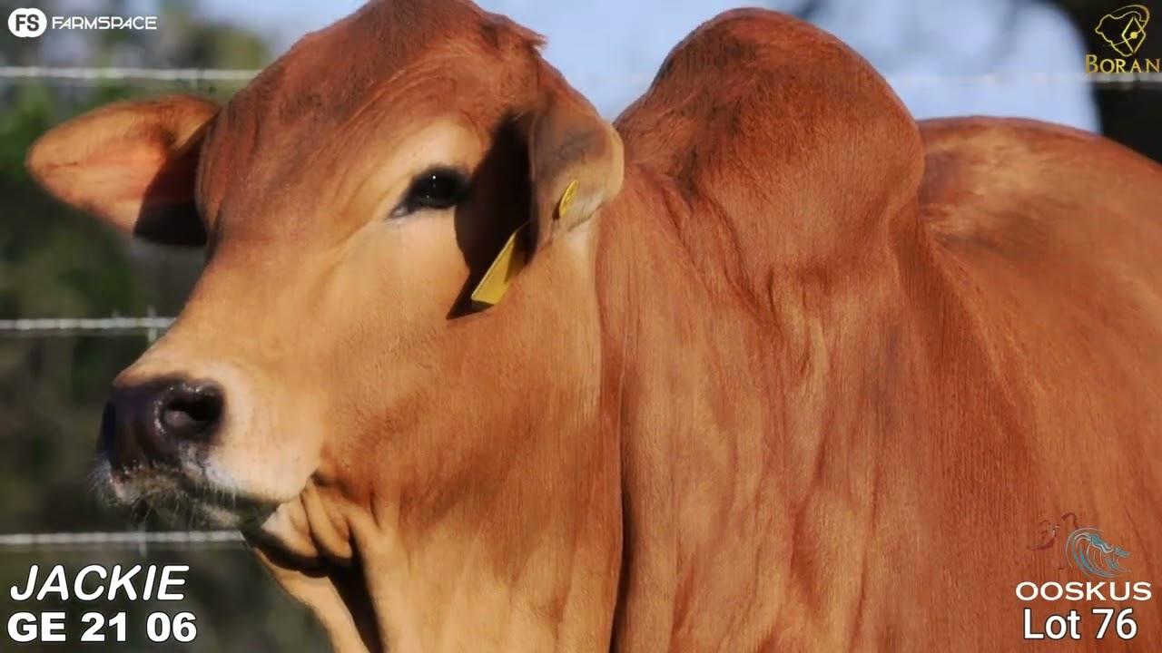 Lot 76 | GE 21-06 | Ooskus Borane | Road to the Boran National Auction | 15 July 2023
