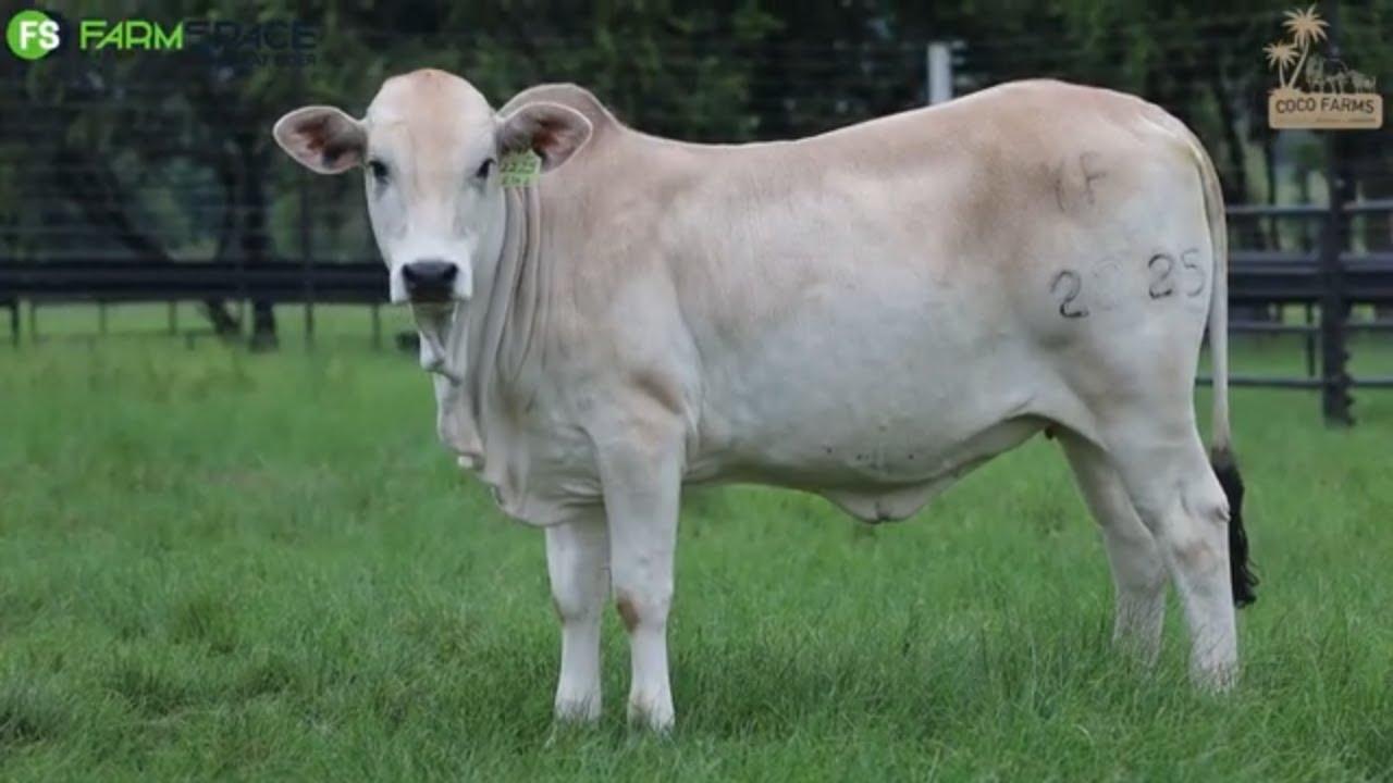 Coco Stud Farming  | YF 22 25 | Boran Verse Extravaganza | 9 Februarie 2024