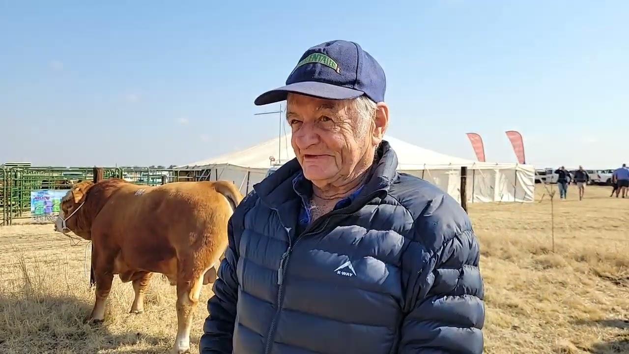 Rocky Droughtmaster Veiling 2 Augustus 2022 - Dr. Ollie van der Lingen