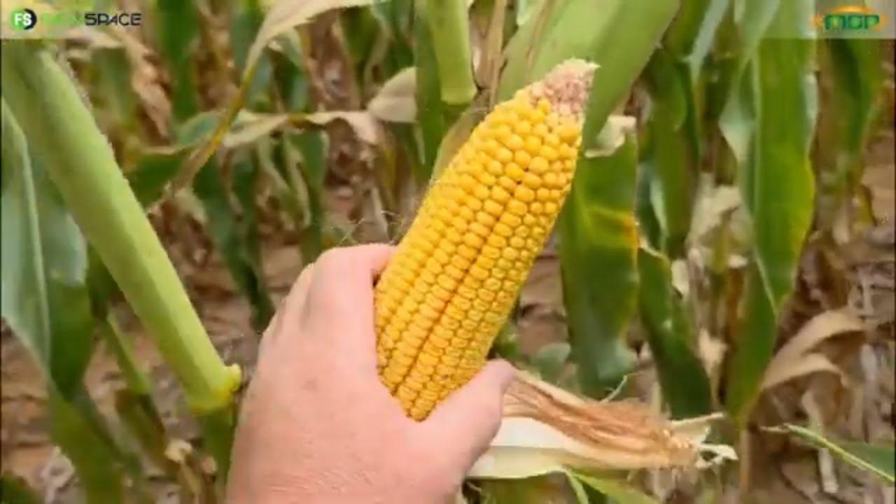 Watter verskil het MaxGrowPlus by Danie gemaak?