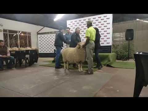En die wenner van die Vrystaat Merino Kampioen Ram is...