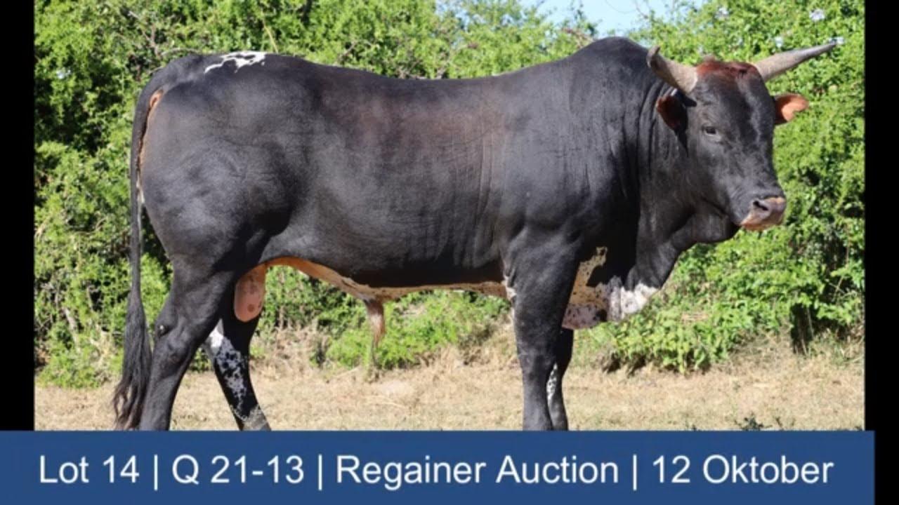 Lot 14 | Q 21-13 | Qhina Ngunis by die Nguni Regainer Veiling op 12 Oktober 2023