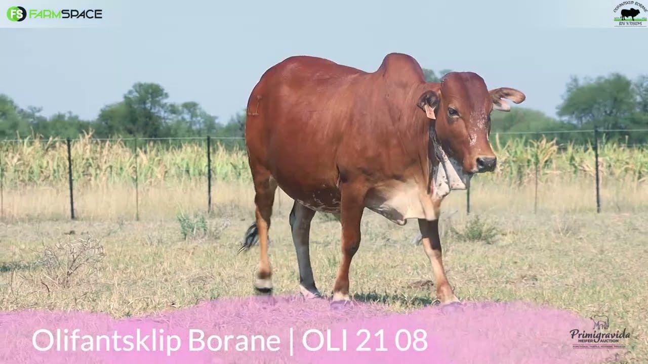 Olifantsklip Borane Bied met trots aan OLI 21 08 by die eerste Primigravida Veiling!