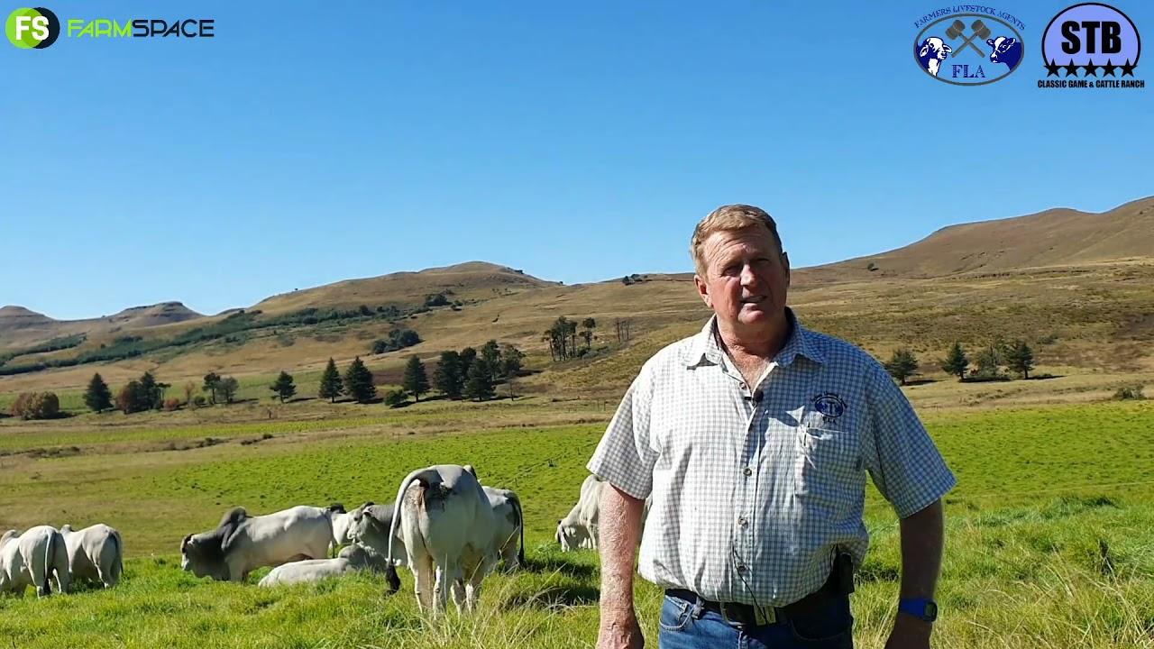 Joffs Coni from FLA chats to us about the upcoming Stey Braes Auction.