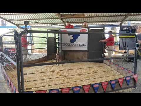 Stockman's Elite Boran Veiling 2021 - Bloemfontein.