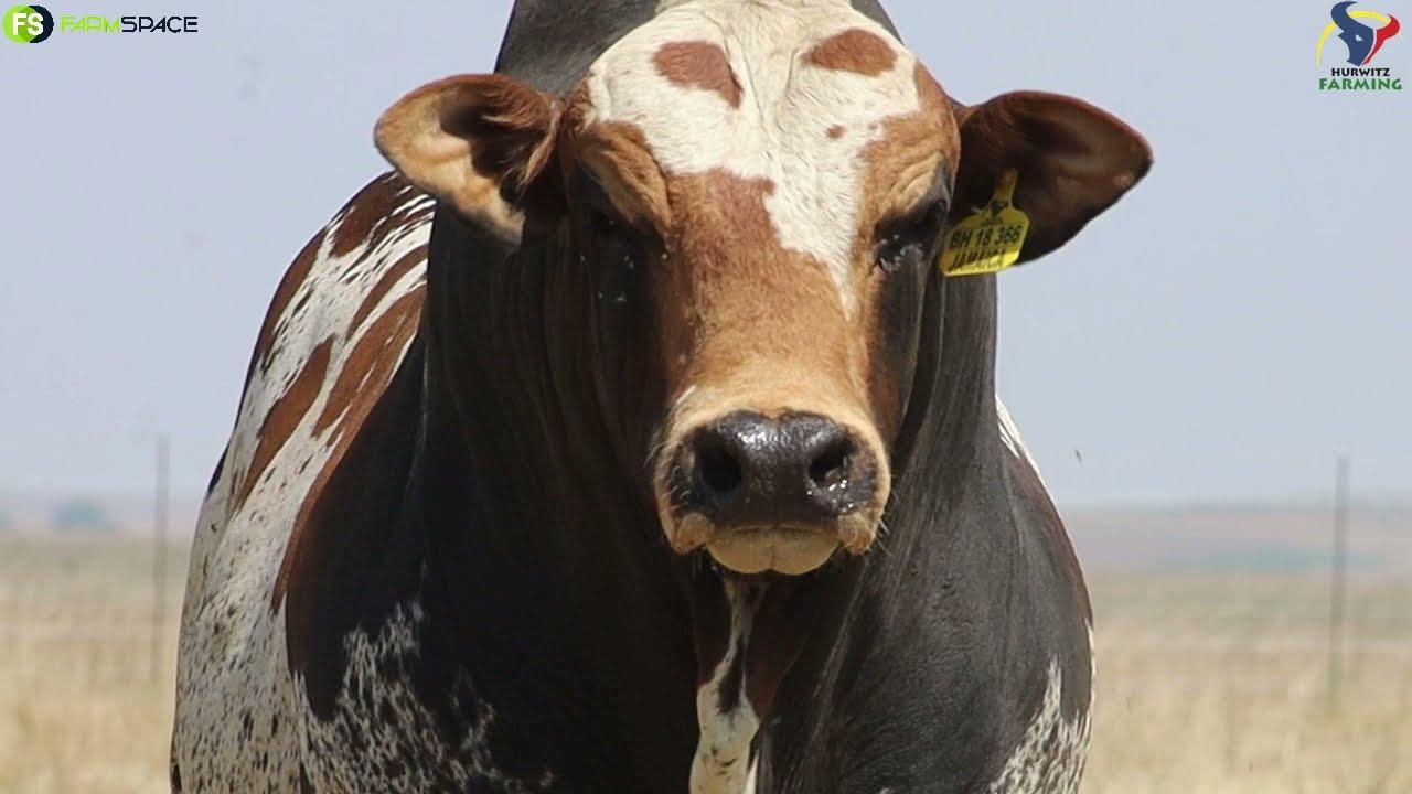 Jamaica - Pedigree? Check.  Depth? Check. Muscling? Check. Length?  Check. Future Stud Sire? Check