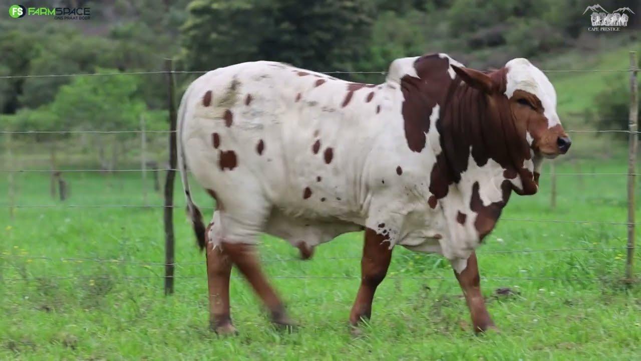 Cape Prestige Boran Presents Polamo Picasso HJ 15-35 Lot 59