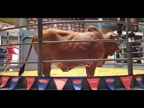 Mpumalanga Boran Auction 2022 live from Wakkerstroom.