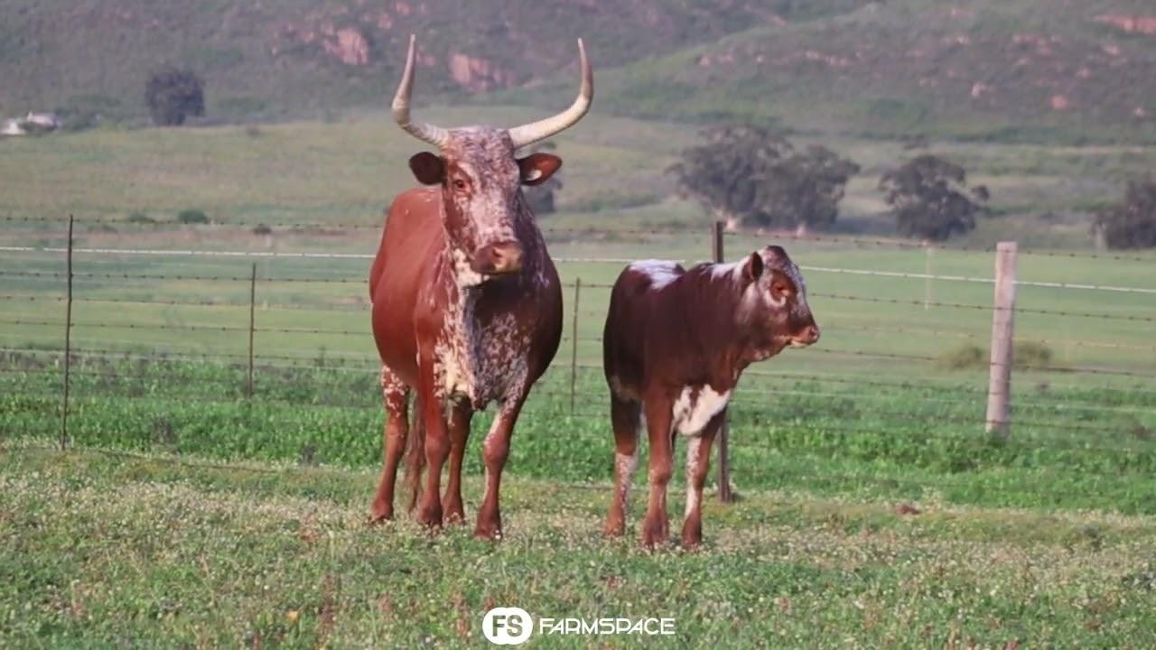 Exsteen Nguni's bied aan Lot 33 - AZ 12-32 by die Nguni Regainer Groep Veiling, 13 Oktober.