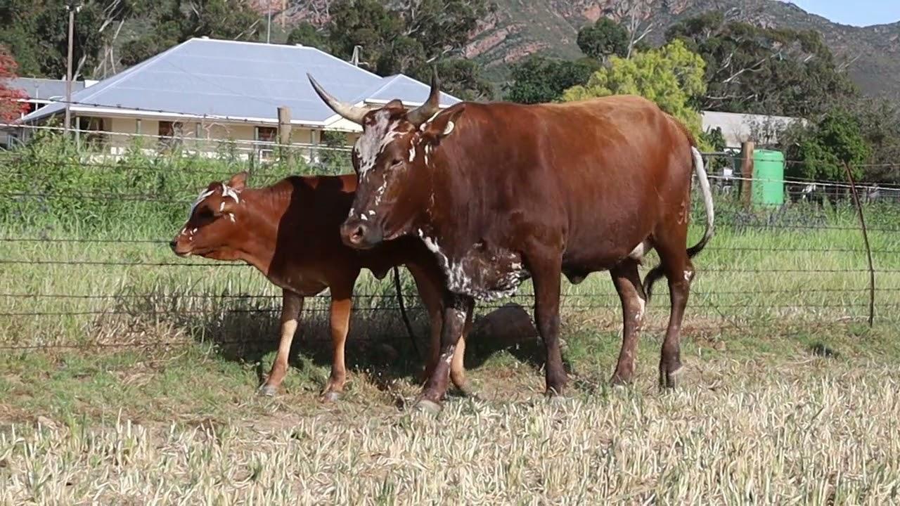 Regainer Nguni Auction Presents Lot 39  -  EX 18 321