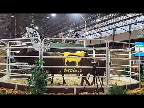 Considerata SA Auction live from the Afridome