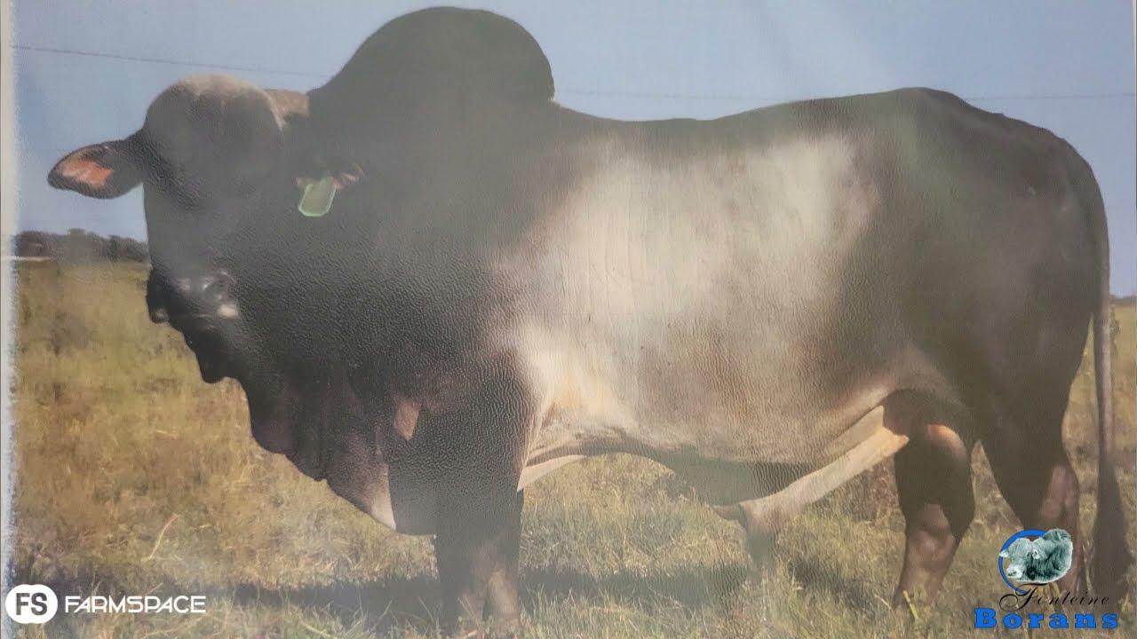 Francois gee insig oor wat vir Fonteine Borane gewerk het en hoe 'n stoetteler moet dink