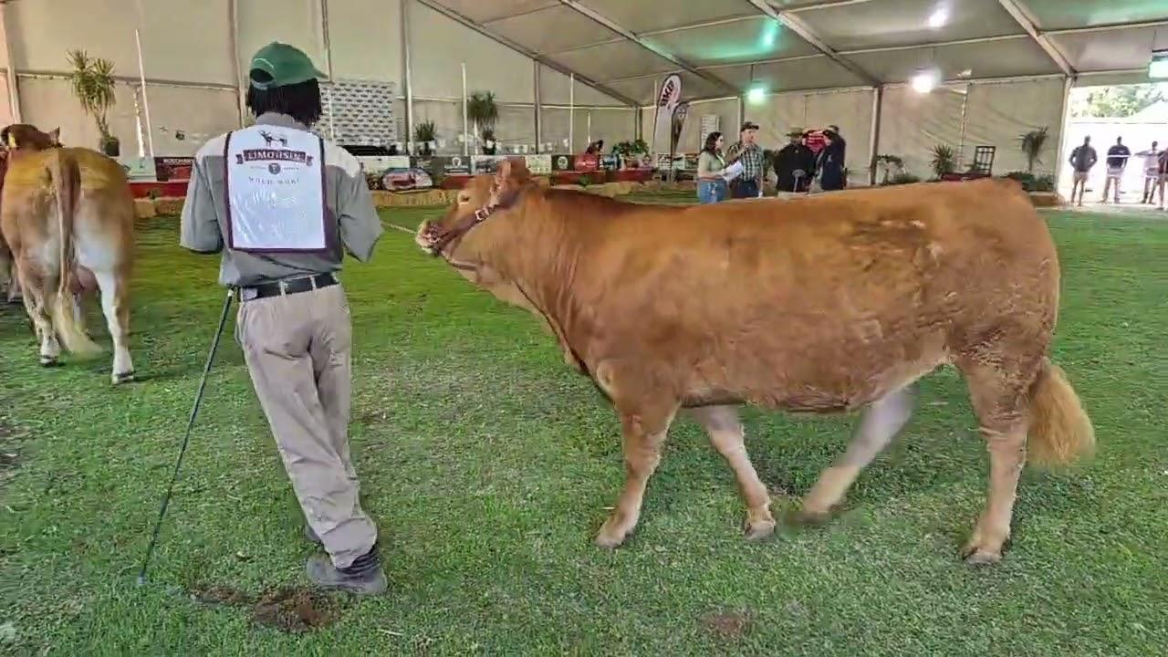 Limousin Cattle Breeders Southern Africa Junior Vroulike Kampioenskap regstreeks vanaf Bloem Show.
