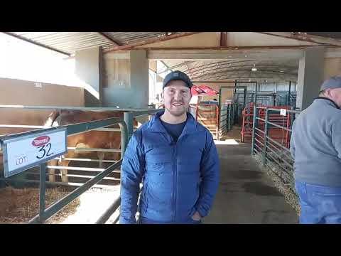 Gert van Davis Limousins voor die Dante Deo Limousin