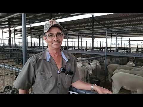 19de Oostelike Ile de France Klub Veiling 2022 - Johan Kriek