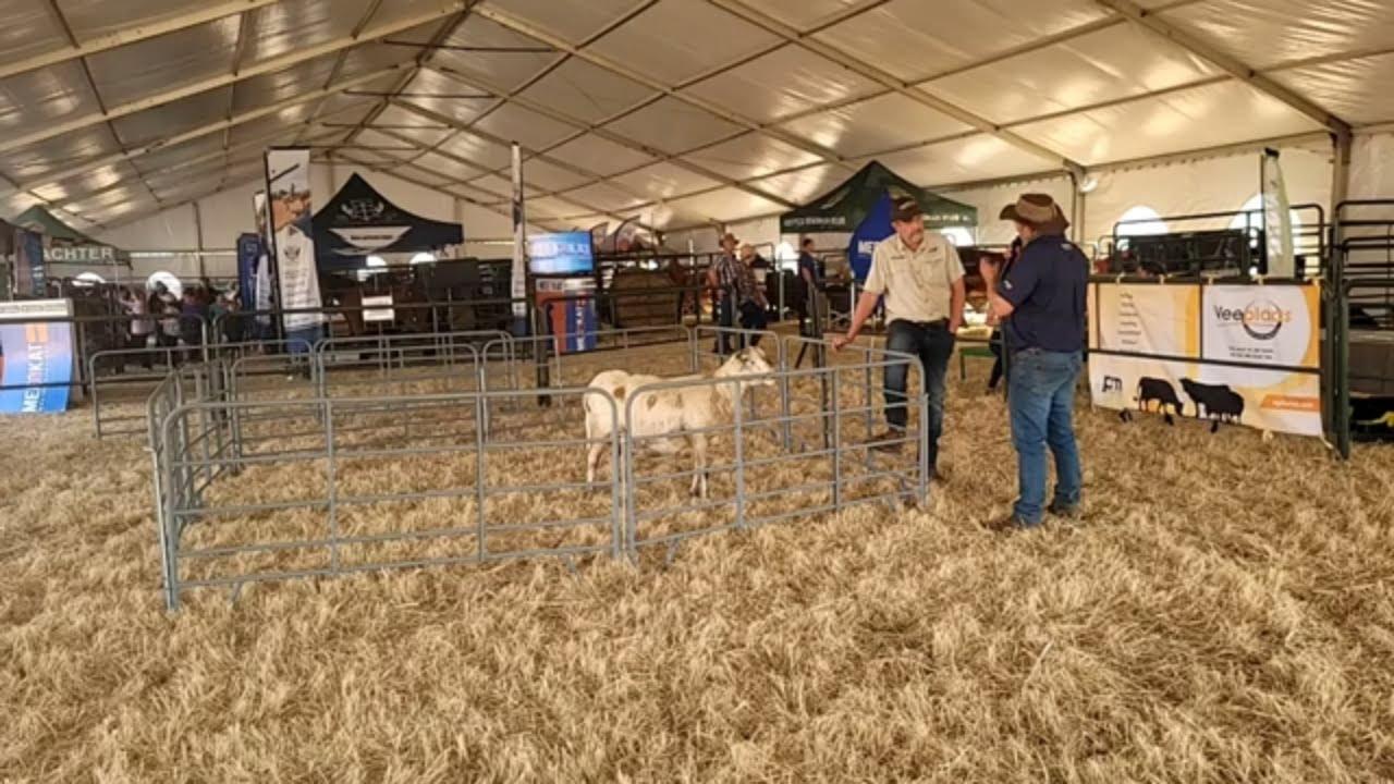 Transveld Meatmaster Klub by KragDag 2023.