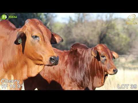 Lot 39 | YF 18-91 | Coco Borane | Road to the Boran National Auction | 15 July 2023