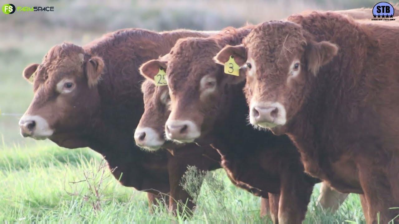 Stey Braes 25th Annual Production Auction 2022 - Limousin Promotional Video