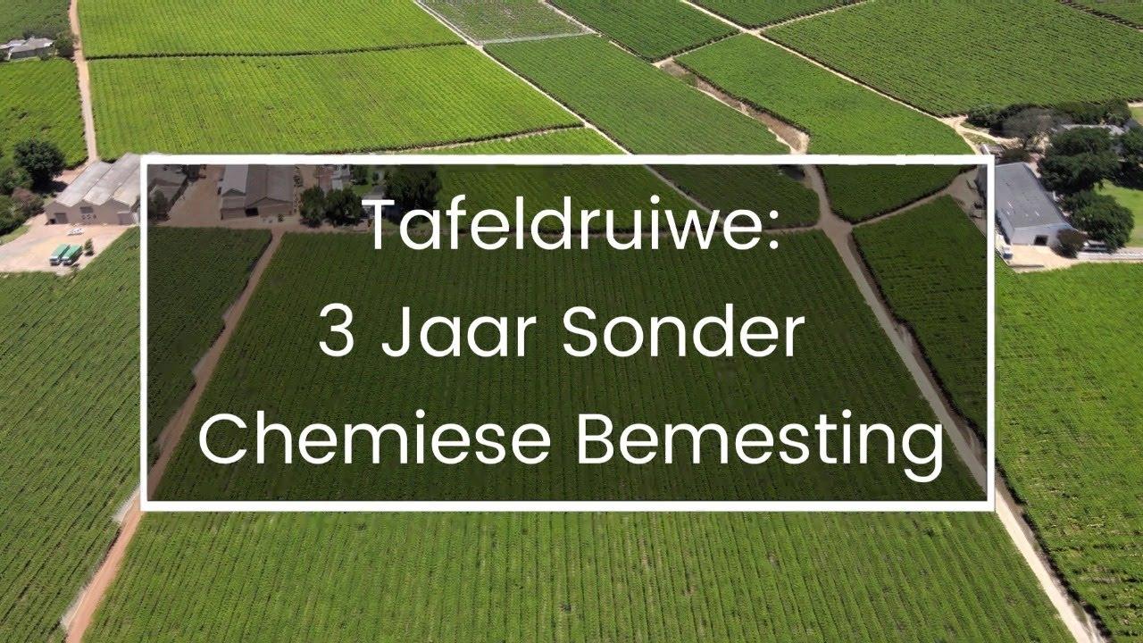 Tafeldruiwe: 3 jaar sonder chemiese bemesting!